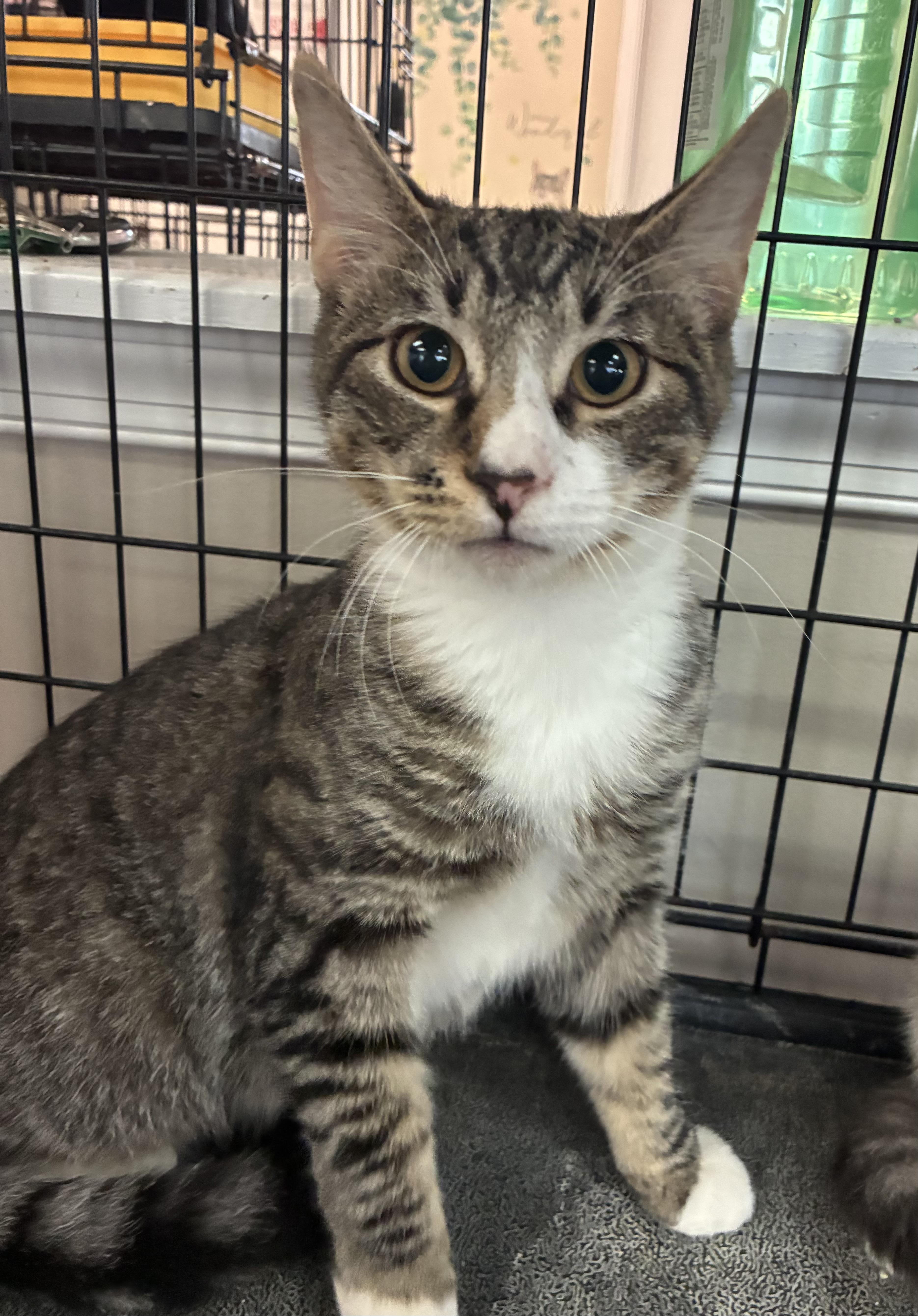 Enlarge Benny, a Adoptable Domestic Short Hair in Breinigsville, PA image 2/3