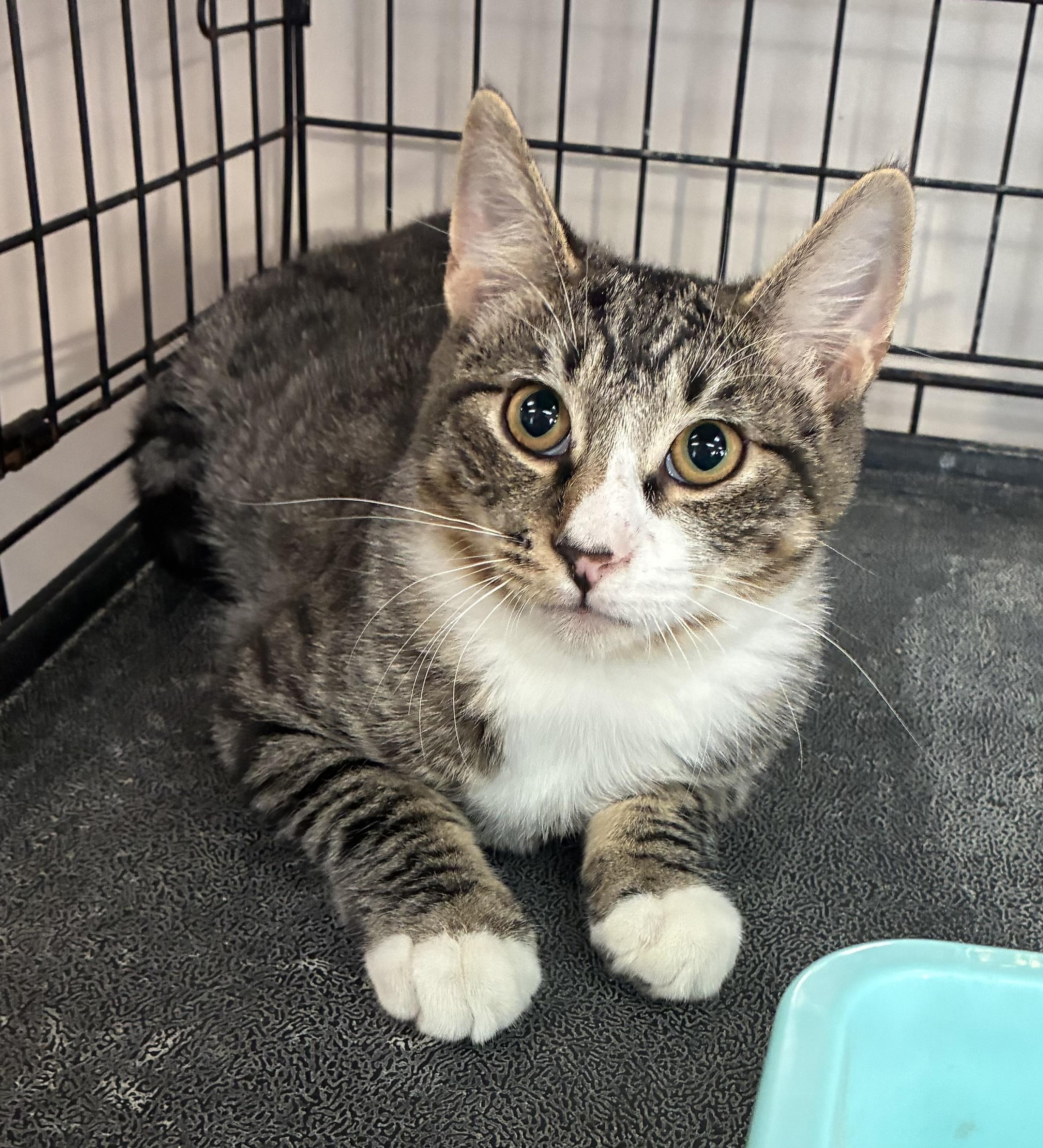 Enlarge Benny, a Adoptable Domestic Short Hair in Breinigsville, PA image 3/3