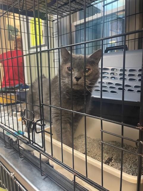 Enlarge Chickie, an adopted Domestic Short Hair in Attleboro, MA image 1/1