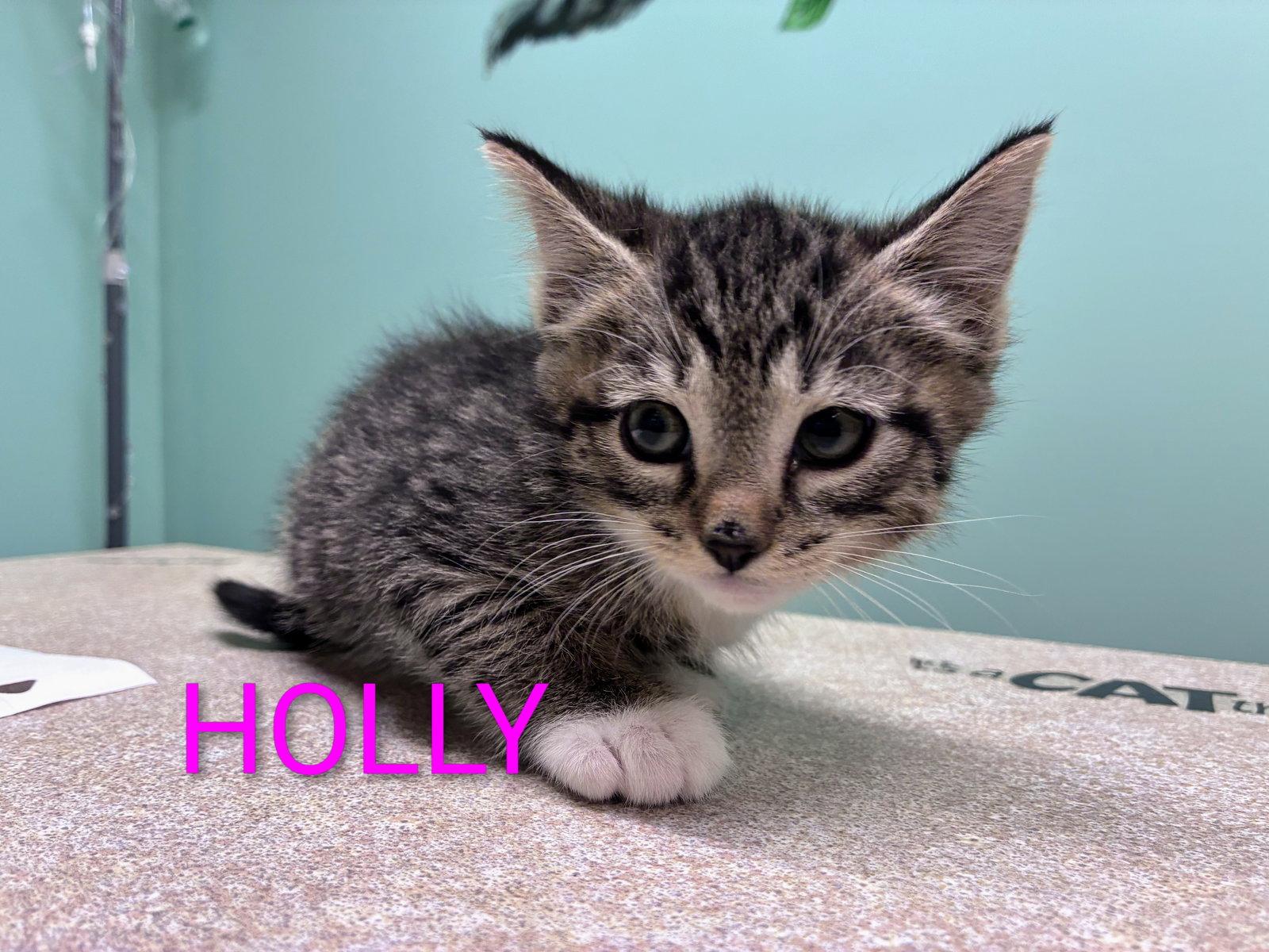 Enlarge Holly Kitten, a Adoptable Domestic Short Hair in Allentown, PA image 2/3