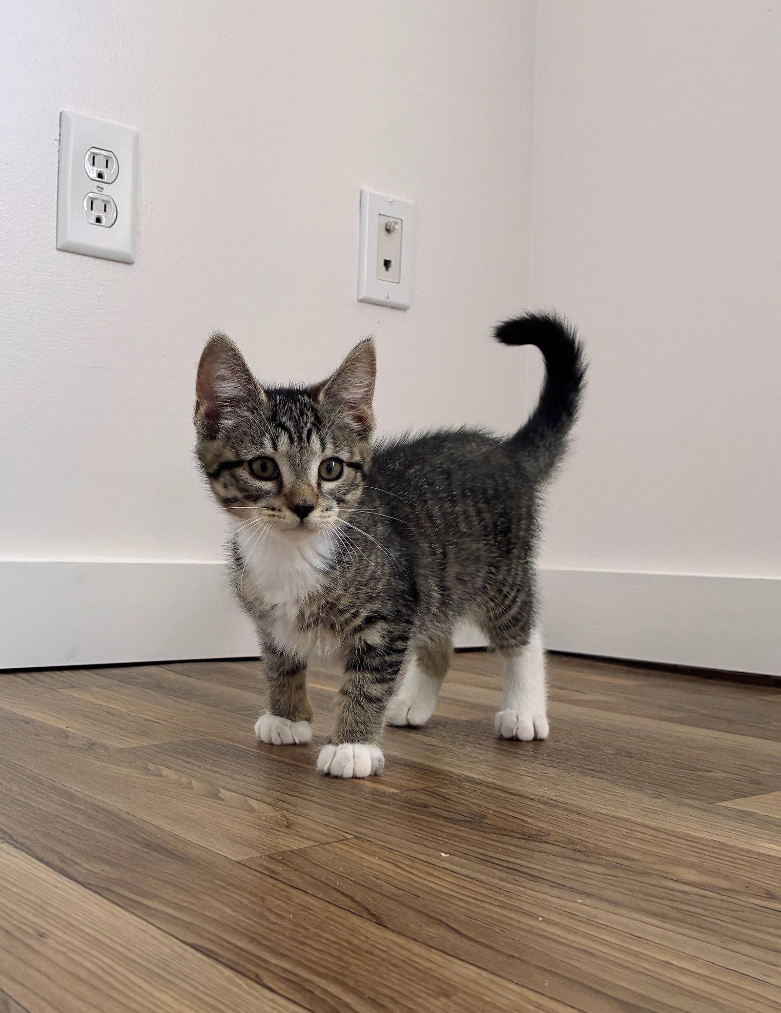 Enlarge Holly Kitten, a Adoptable Domestic Short Hair in Allentown, PA image 3/3