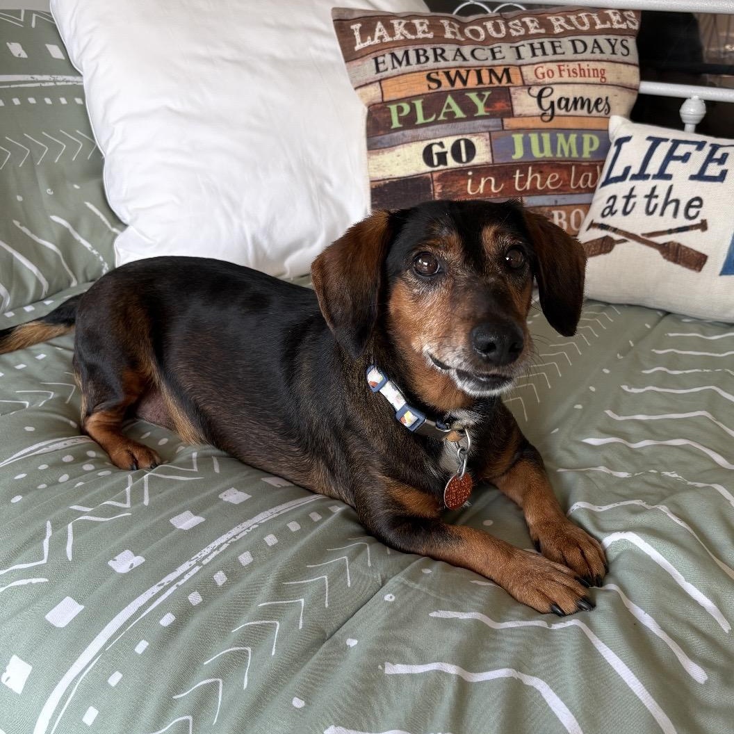 Dollup, adopted, Adult Female Dachshund.