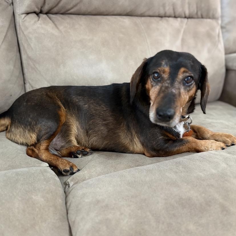Enlarge Dollup, an adopted mixed breed in Heber Springs, AR image 2/4