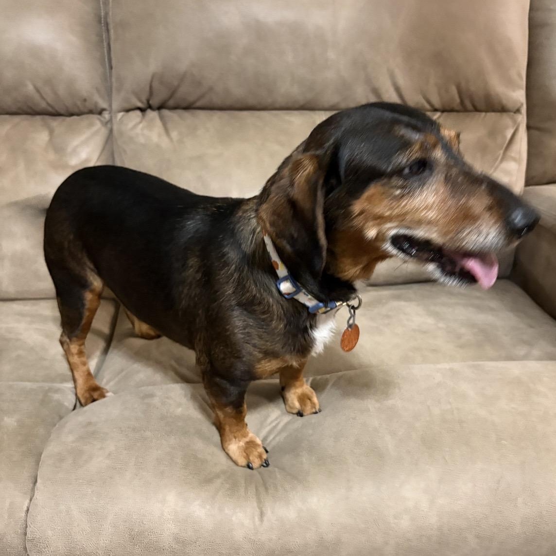 Enlarge Dollup, an adopted mixed breed in Heber Springs, AR image 3/4