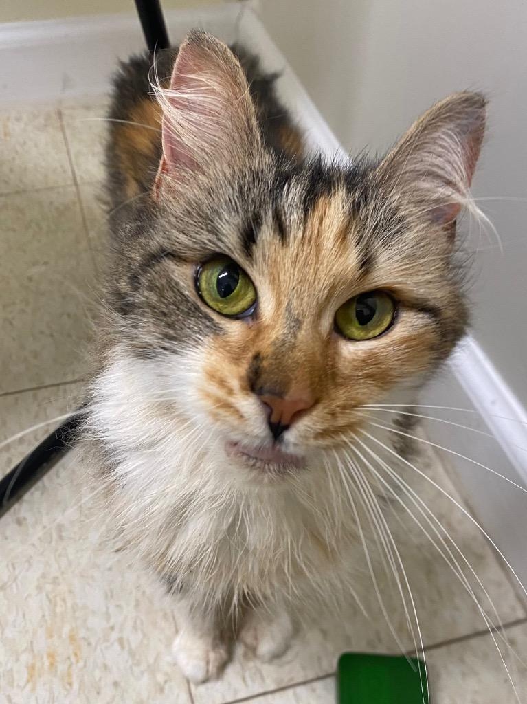 Kaleidoscope, a Adoptable mixed breed in Fall River, MA image 5/6