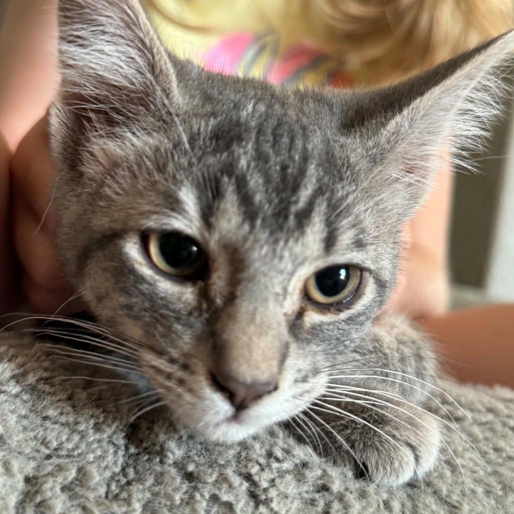 Baily kitten 2, Adoptable, Kitten Female Domestic Short Hair.