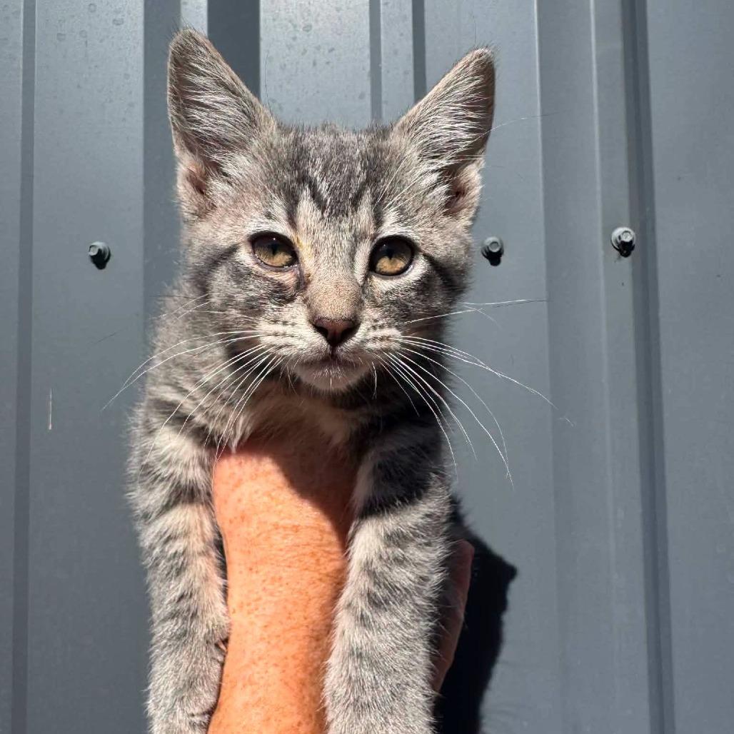 Mouse, a Adoptable Domestic Short Hair in Ferndale, WA image 2/4