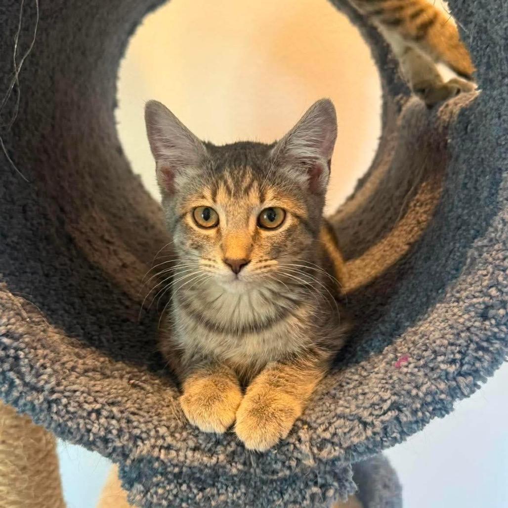 Mouse, a Adoptable Domestic Short Hair in Ferndale, WA image 3/4
