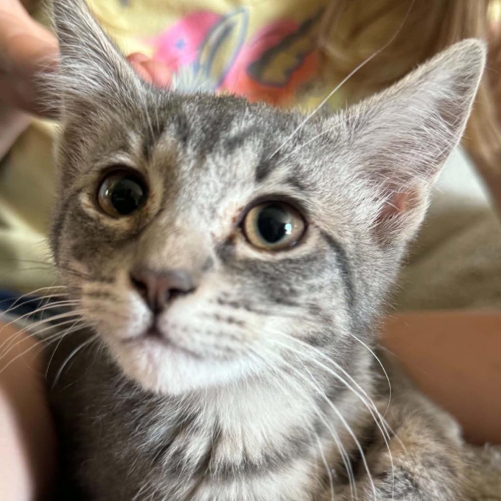 Mouse, a Adoptable Domestic Short Hair in Ferndale, WA image 4/4