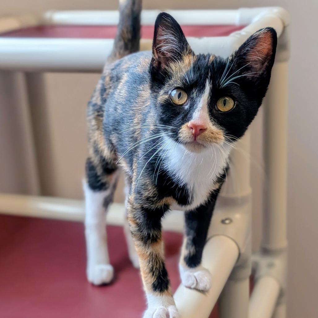 Enlarge Paisley, a Adoptable Domestic Short Hair in Prairie du Chien, WI image 1/4