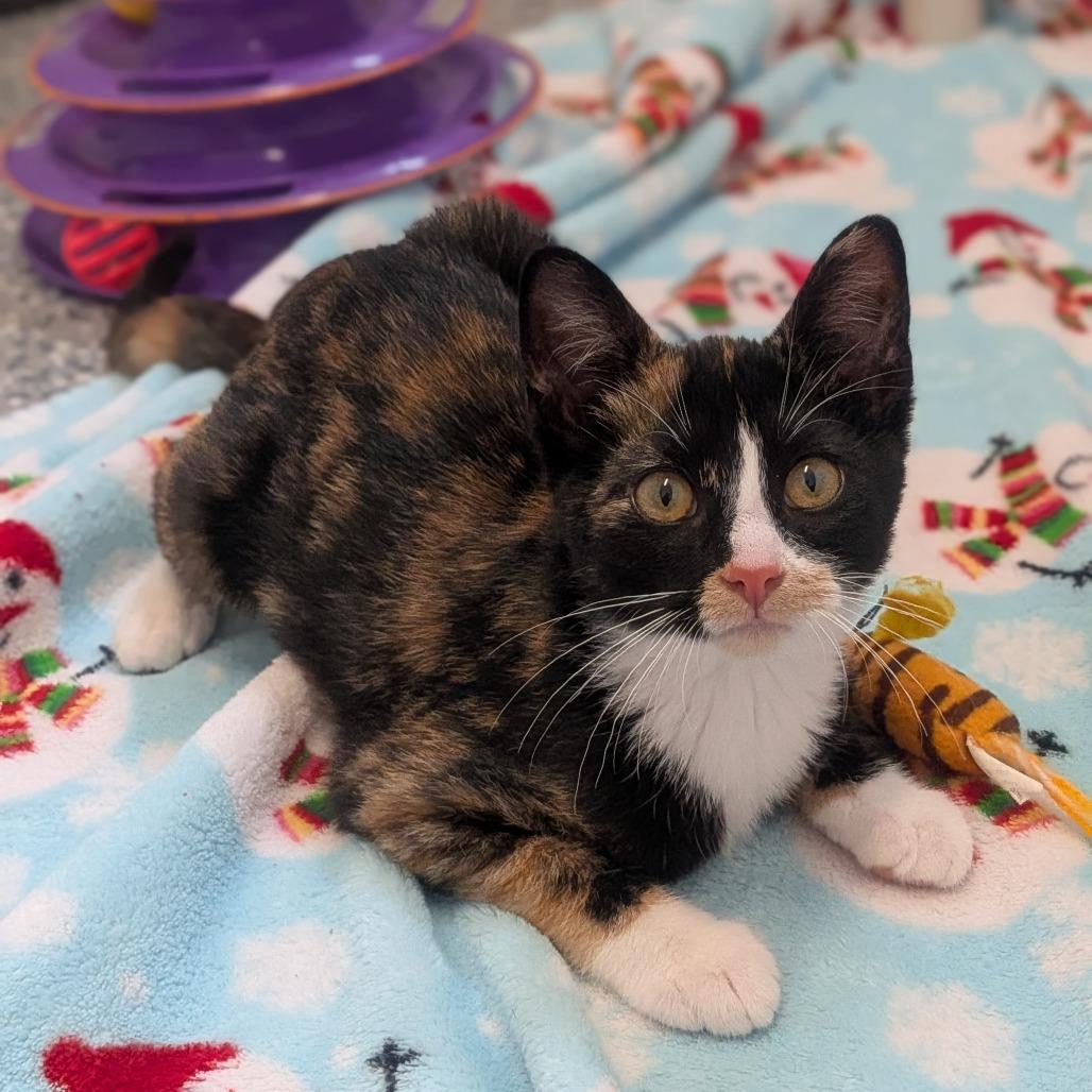 Enlarge Paisley, a Adoptable Domestic Short Hair in Prairie du Chien, WI image 2/4