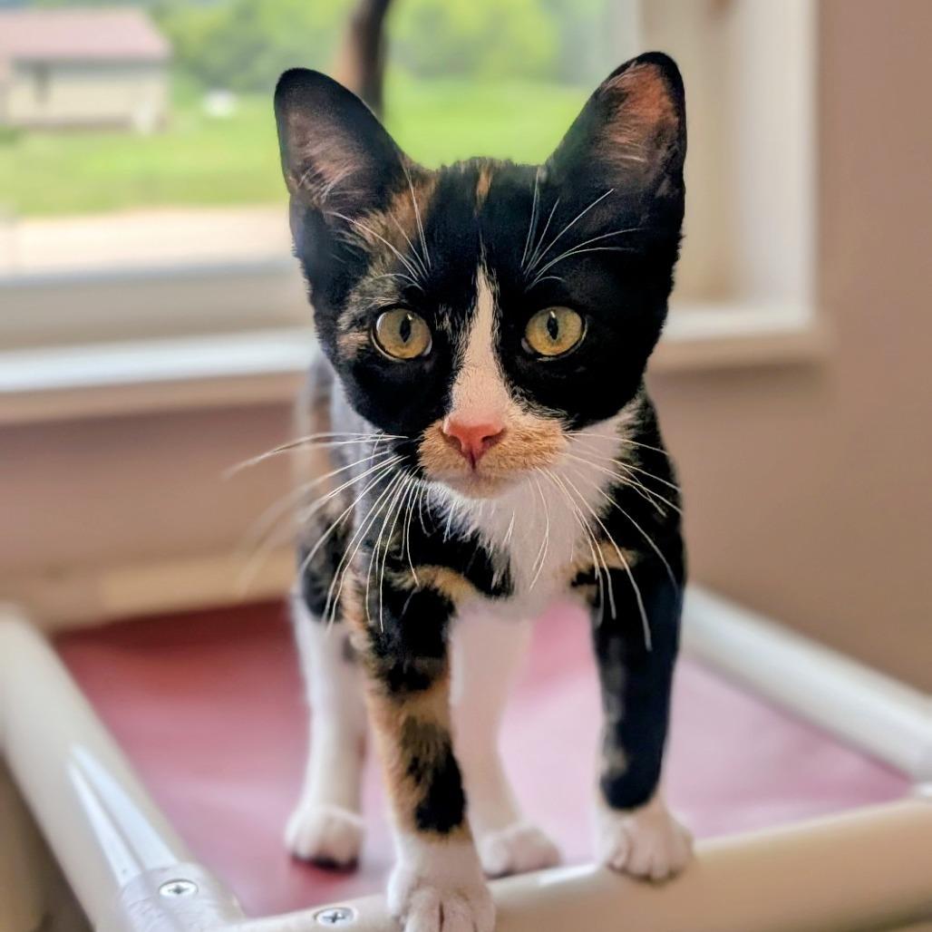 Enlarge Paisley, a Adoptable Domestic Short Hair in Prairie du Chien, WI image 3/4