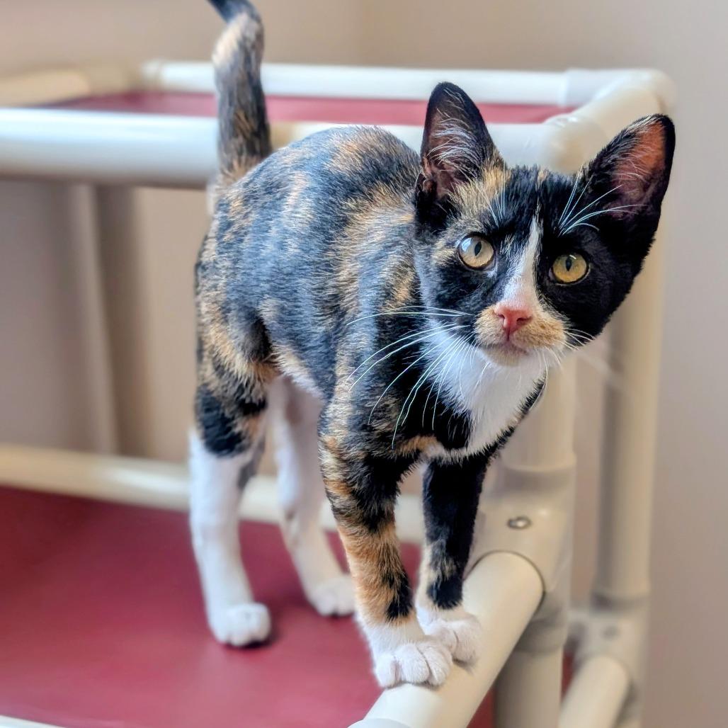 Enlarge Paisley, a Adoptable Domestic Short Hair in Prairie du Chien, WI image 4/4