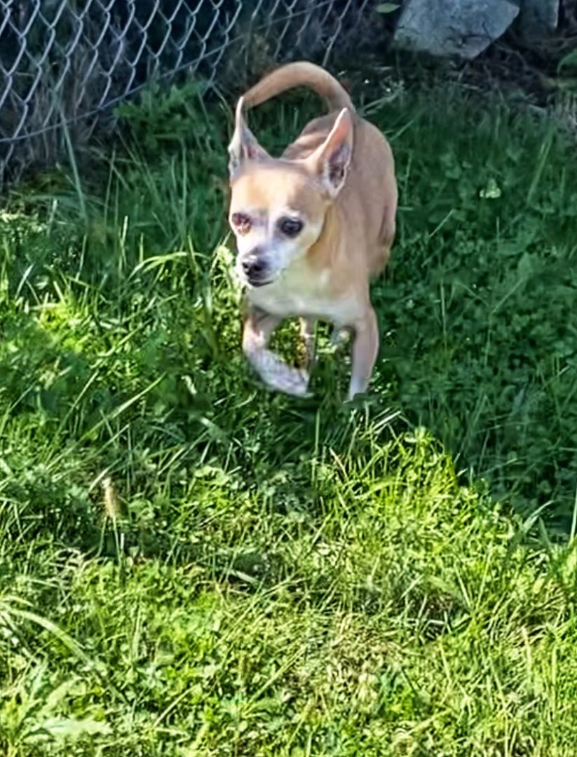 POTATO, Adoptable, Senior Male Chihuahua.