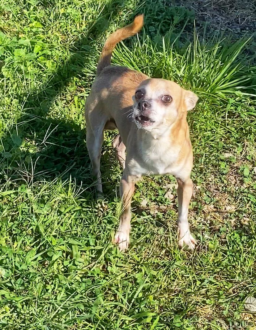 Enlarge POTATO, a Adoptable Chihuahua in Port Clinton, OH image 2/6