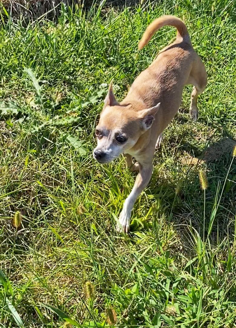 Enlarge POTATO, a Adoptable Chihuahua in Port Clinton, OH image 3/6