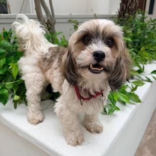 BRONCO, Adoptable, Young Male Lhasa Apso & Shih Tzu.