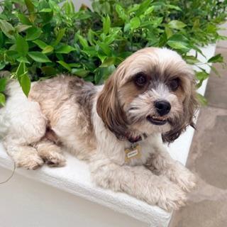 Enlarge BRONCO, a Adoptable mixed breed in Santa Monica, CA image 2/3