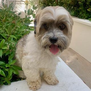 BRONCO, a Adoptable mixed breed in Santa Monica, CA image 1/3