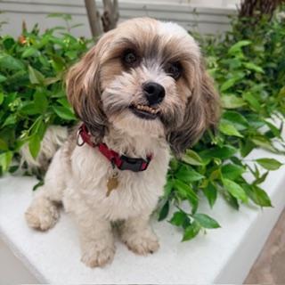 Enlarge BRONCO, a Adoptable mixed breed in Santa Monica, CA image 3/3