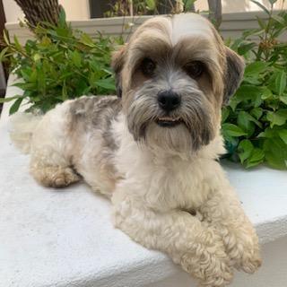 BRONCO, a Adoptable mixed breed in Santa Monica, CA image 2/3