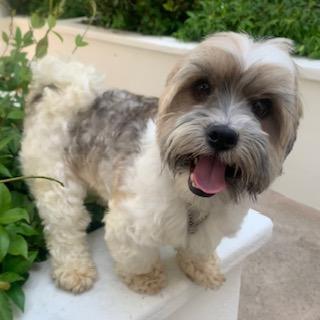 BRONCO, a Adoptable mixed breed in Santa Monica, CA image 3/3