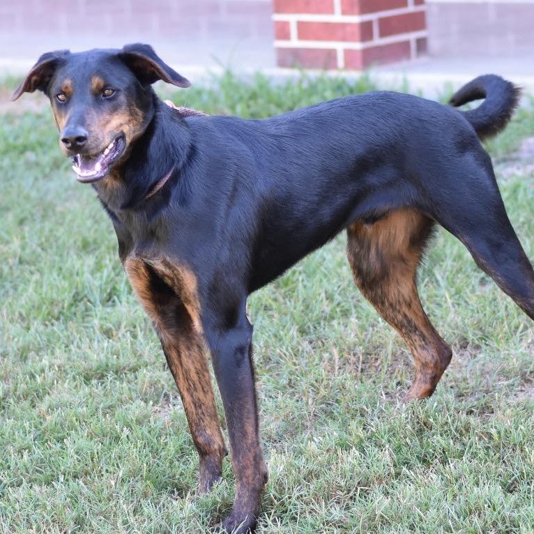 Blaze, an adoptable Shepherd, Chocolate Labrador Retriever in Calumet, MI, 49913 | Photo Image 2