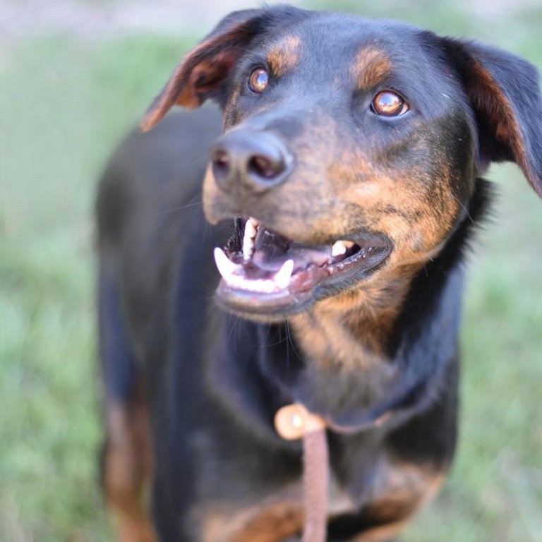 Blaze, an adoptable Shepherd, Chocolate Labrador Retriever in Calumet, MI, 49913 | Photo Image 3