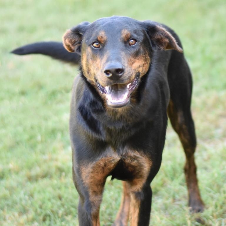 Blaze, an adoptable Shepherd, Chocolate Labrador Retriever in Calumet, MI, 49913 | Photo Image 6