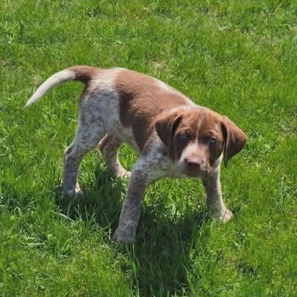 Torrid, adopted, Puppy Female Labrador Retriever & Australian Cattle Dog / Blue Heeler.
