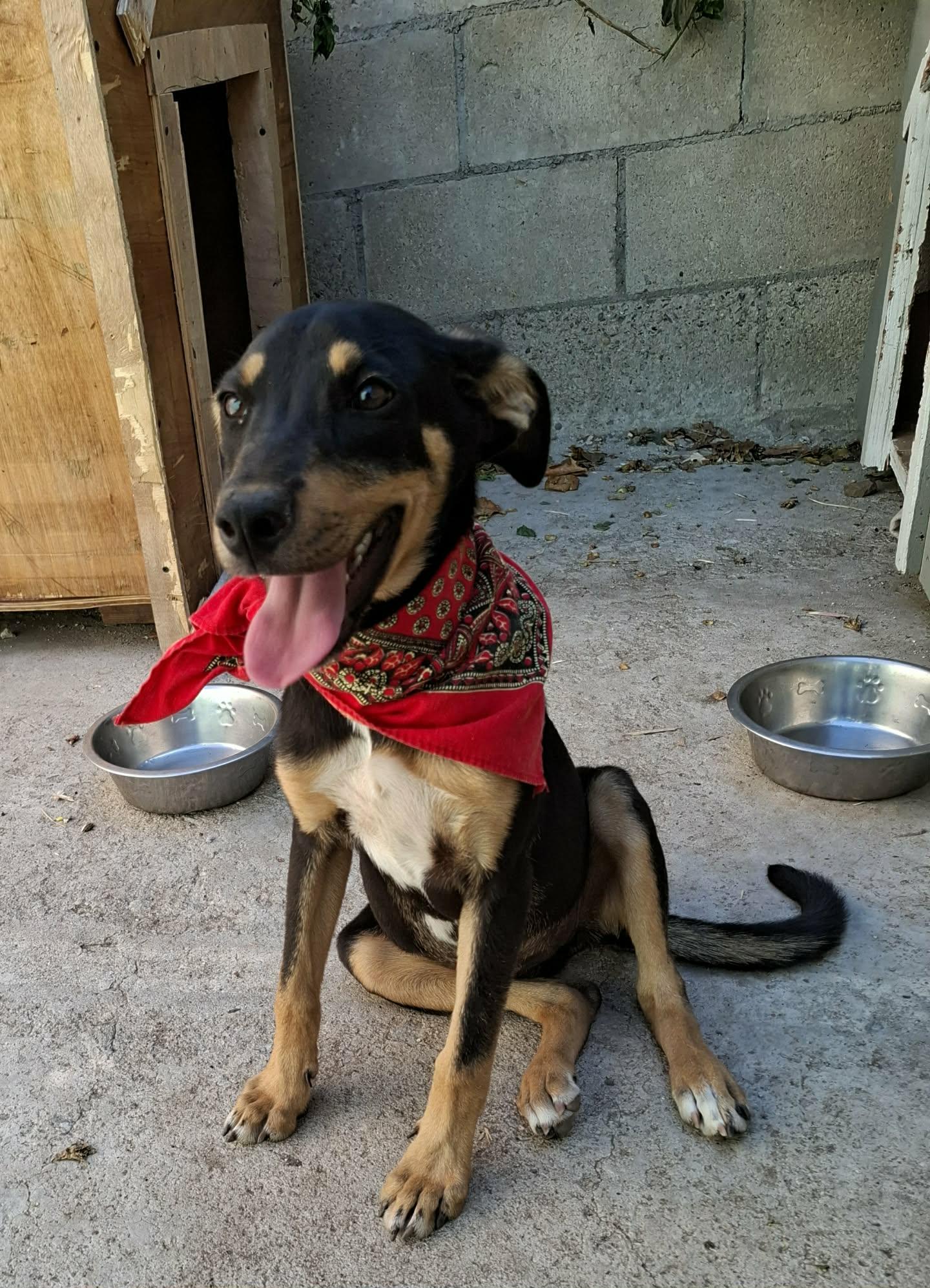 Enlarge Lunita, a Adoptable mixed breed in Oceanside, CA image 1/5