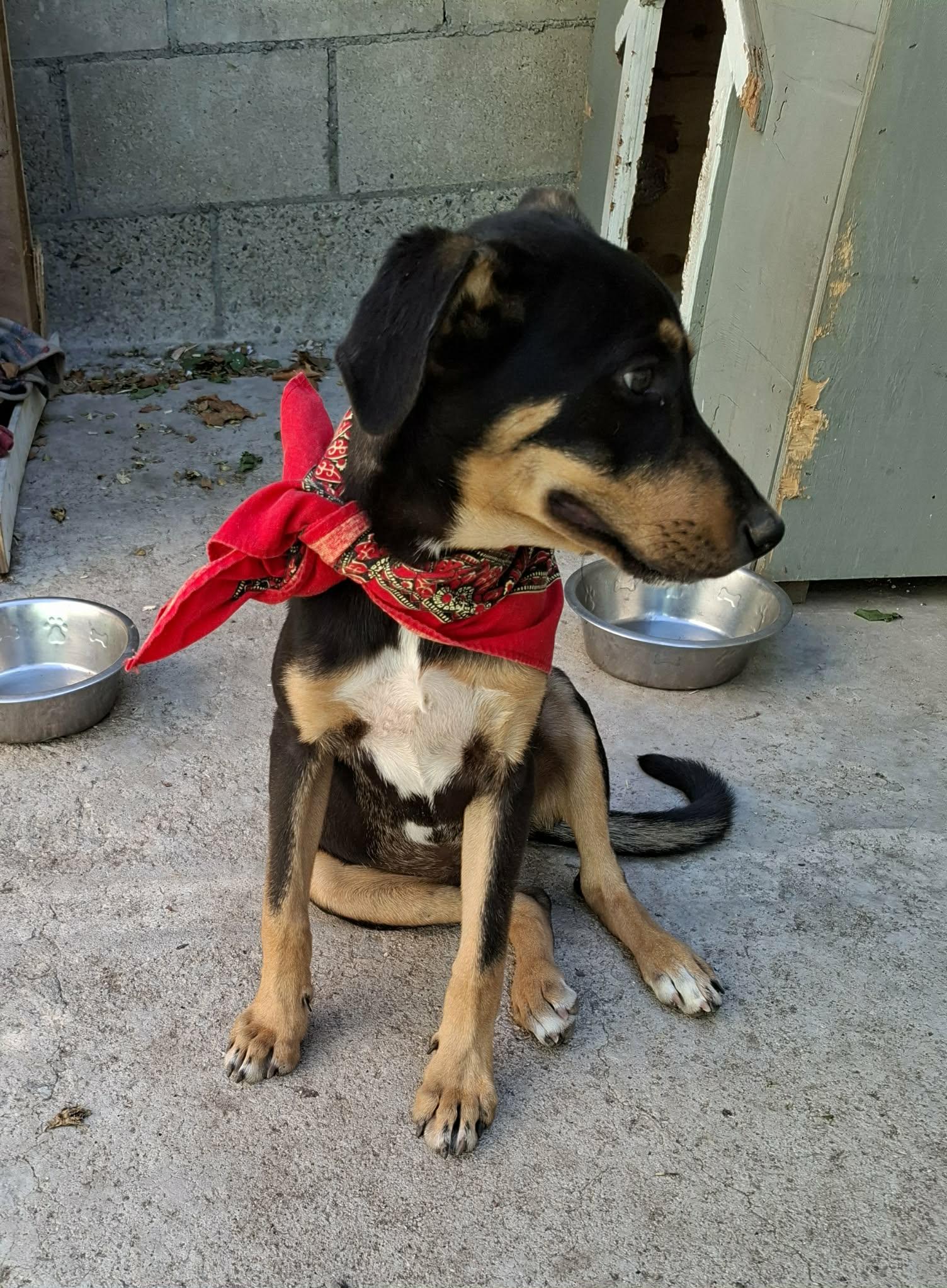 Enlarge Lunita, a Adoptable mixed breed in Oceanside, CA image 2/5