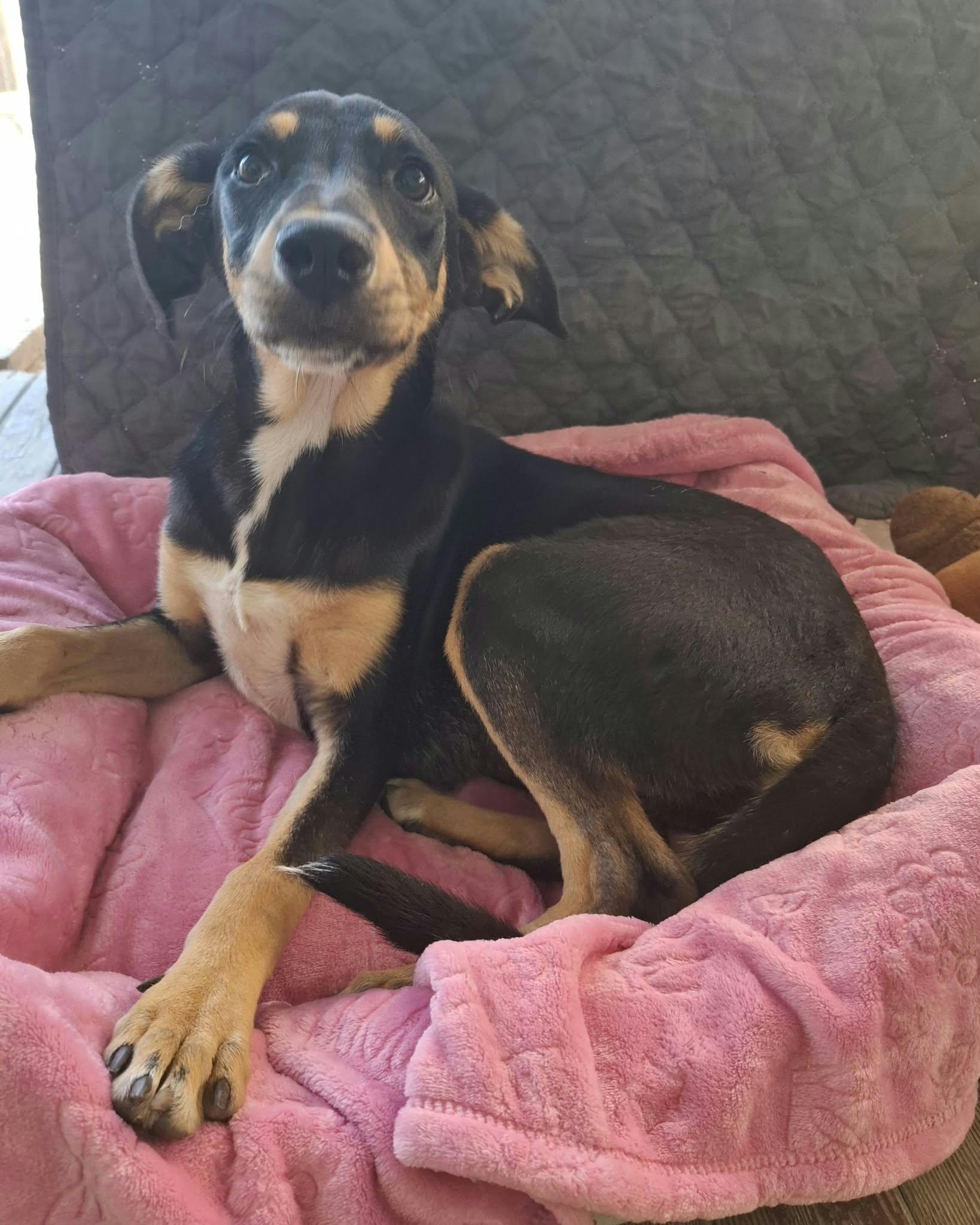 Enlarge Lunita, a Adoptable mixed breed in Oceanside, CA image 4/5