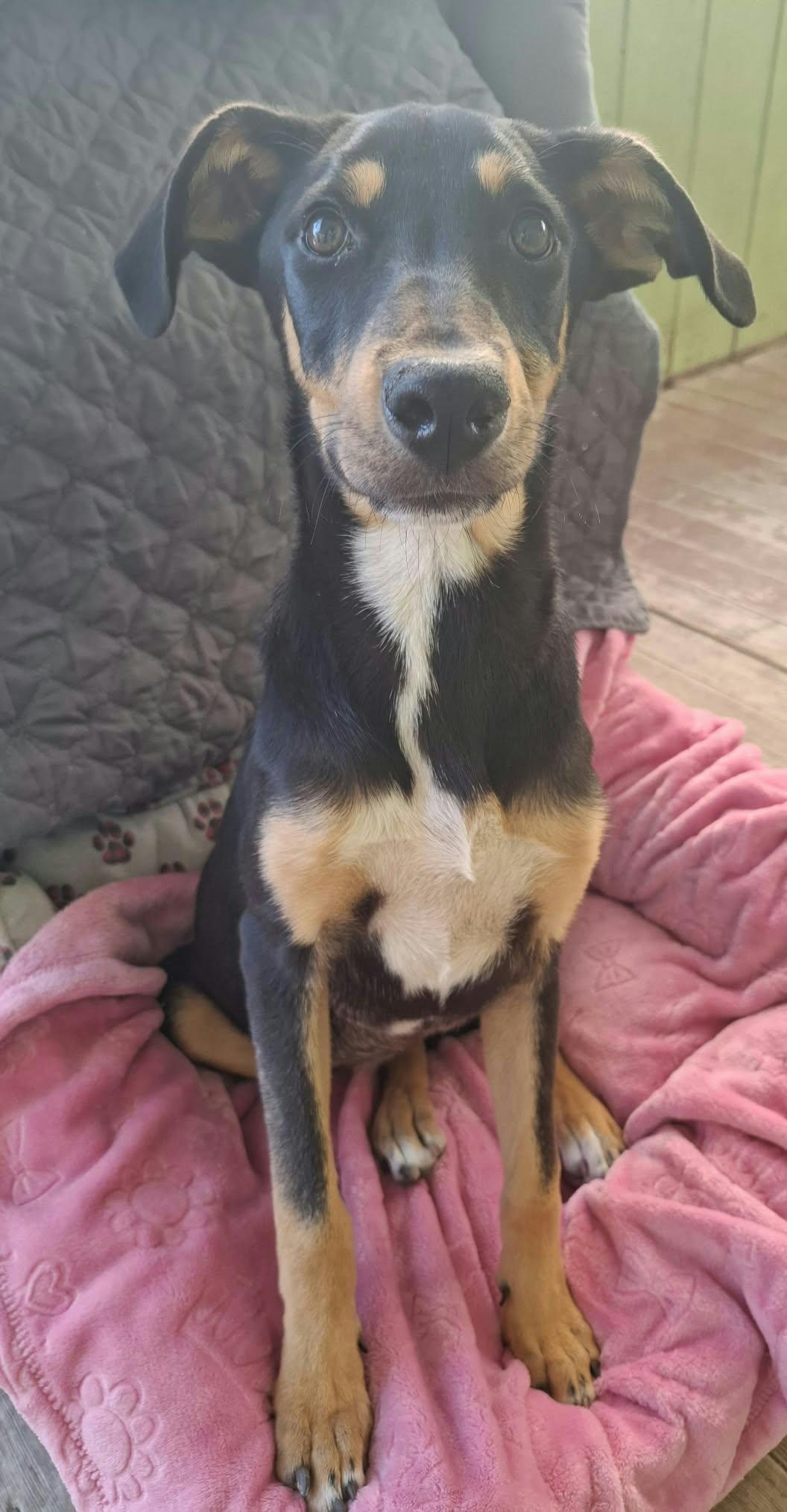 Enlarge Lunita, a Adoptable mixed breed in Oceanside, CA image 3/5