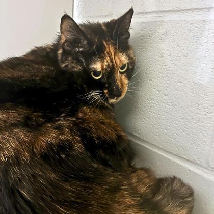 Katalina, Adoptable, Adult Female Domestic Short Hair & Domestic Short Hair.