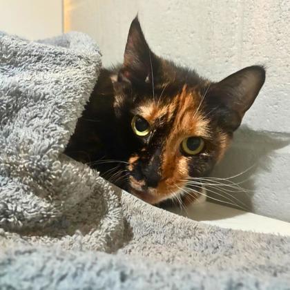 Enlarge Katalina, a Adoptable mixed breed in Gastonia, NC image 2/3