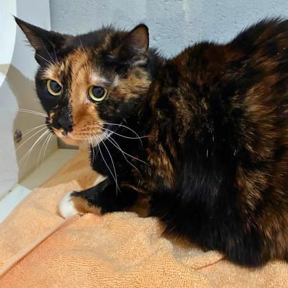 Enlarge Katalina, a Adoptable mixed breed in Gastonia, NC image 3/3