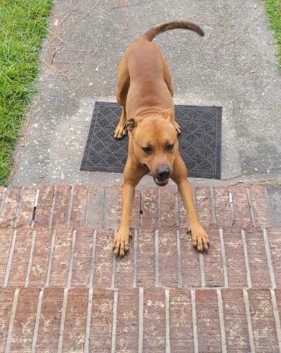 Kash, Adoptable, Adult Male Boxer & German Shepherd Dog.