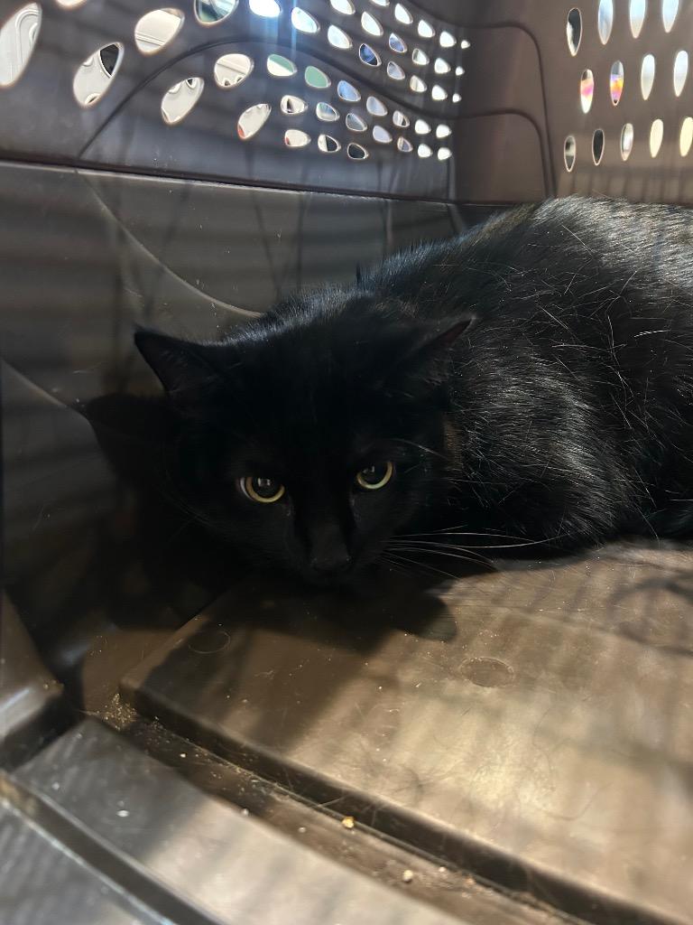 ROOTER (ZEPPLIN), Adoptable, Adult Male Domestic Short Hair.