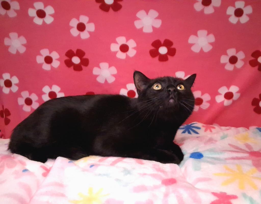 Enlarge ROOTER (ZEPPLIN), a Adoptable mixed breed in Wintersville, OH image 2/4