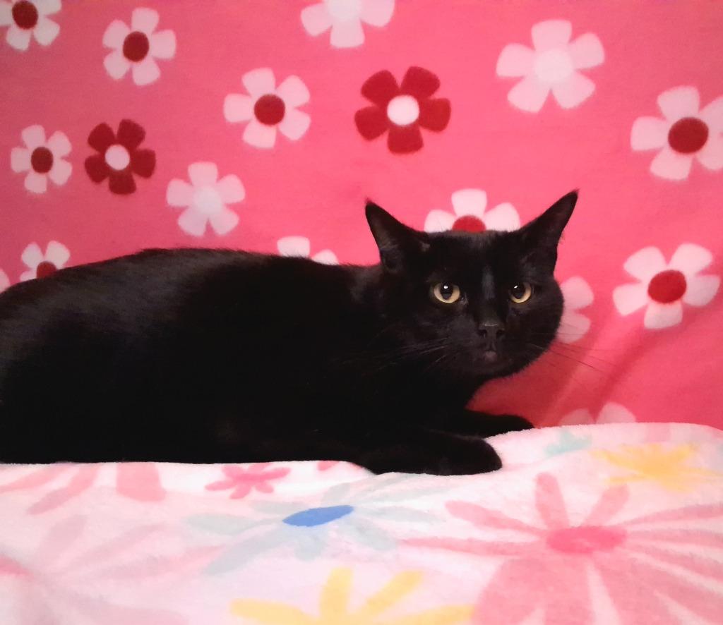 Enlarge ROOTER (ZEPPLIN), a Adoptable mixed breed in Wintersville, OH image 3/4