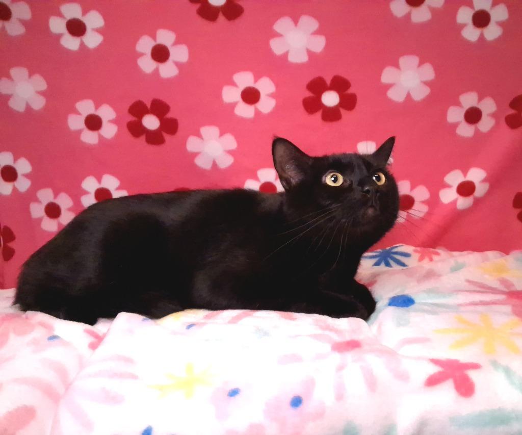 Enlarge ROOTER (ZEPPLIN), a Adoptable mixed breed in Wintersville, OH image 4/4