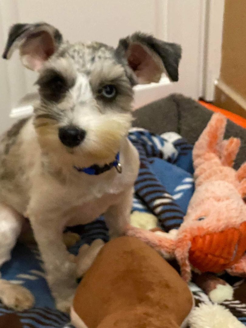 Enlarge Brooklyn and Ocean, a Adoptable Miniature Schnauzer in Azle, TX image 3/6