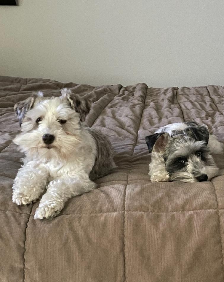 Enlarge Brooklyn and Ocean, a Adoptable Miniature Schnauzer in Azle, TX image 6/6