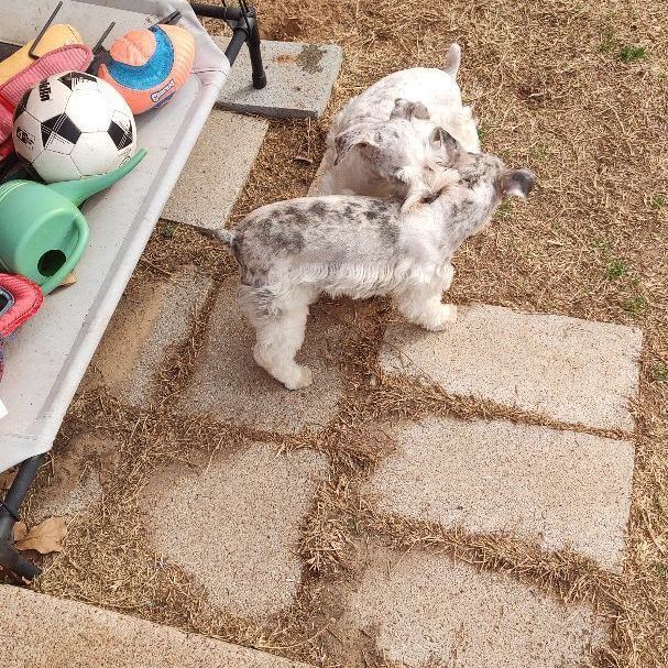 Enlarge Brooklyn and Ocean, a Adoptable Miniature Schnauzer in Azle, TX image 5/6