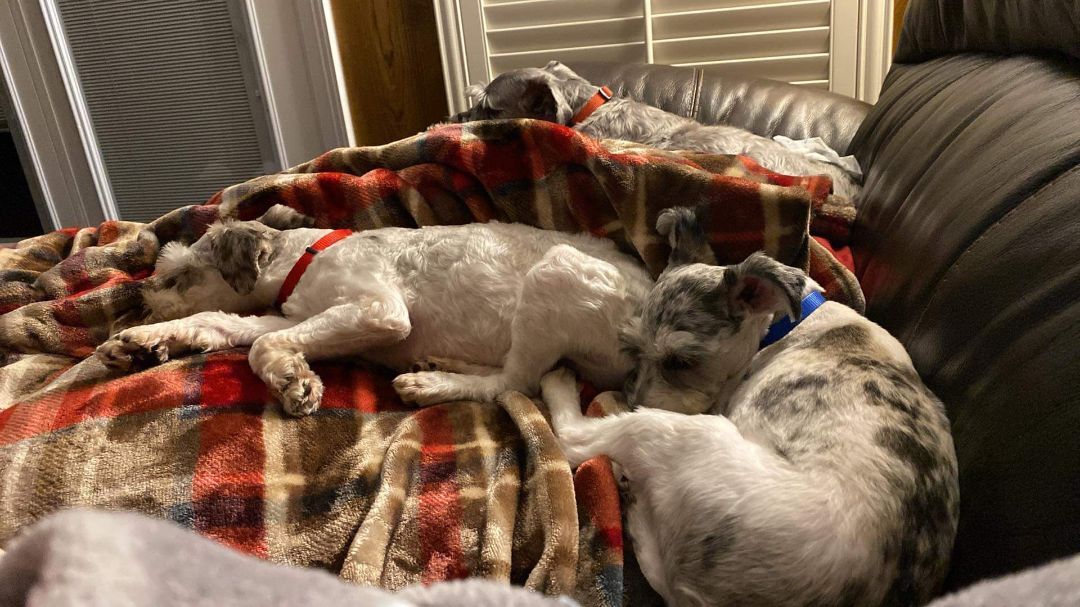 Enlarge Brooklyn and Ocean, a Adoptable Miniature Schnauzer in Azle, TX image 4/6