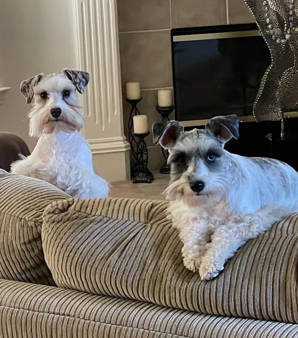 Brooklyn and Ocean, Adoptable, Adult Female Miniature Schnauzer.