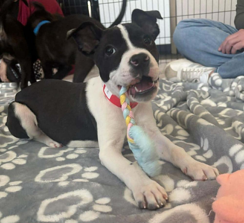 Ada, Adoptable, Puppy Female Labrador Retriever & Pit Bull Terrier.