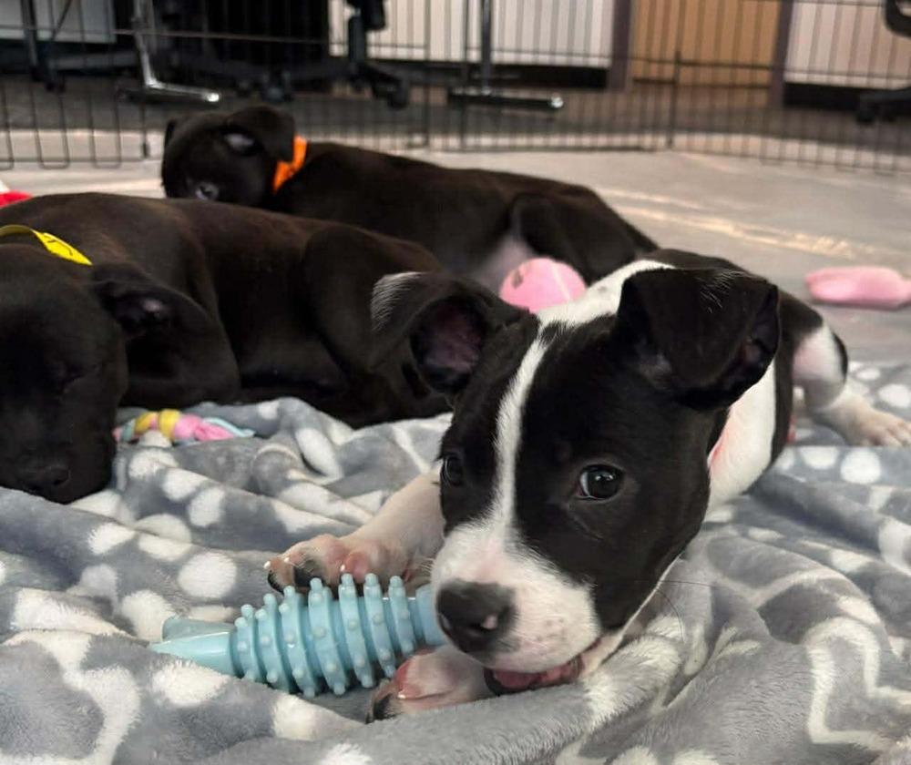 Ada, a Adoptable mixed breed in Sedalia, CO image 2/6