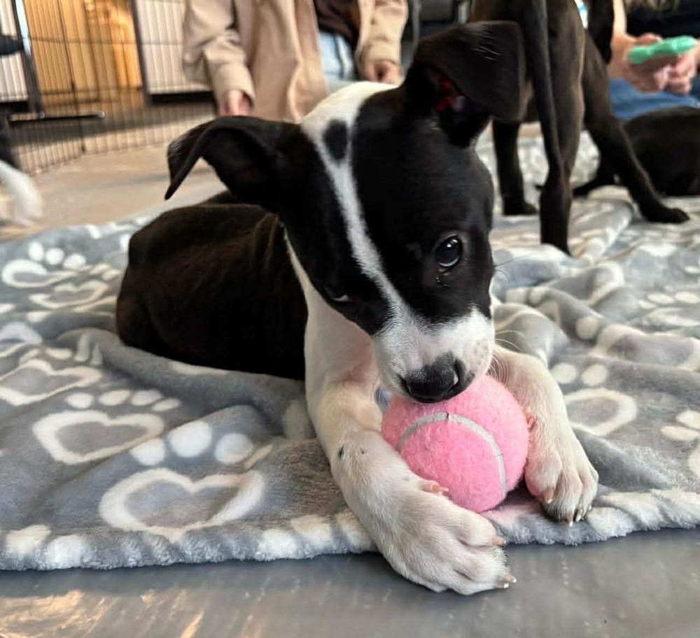 Ada, a Adoptable mixed breed in Sedalia, CO image 3/6